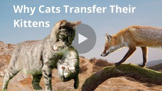 Why Cats Transfer Their Kittens by METARERM 129 views 10 months ago 3 minutes, 56 seconds