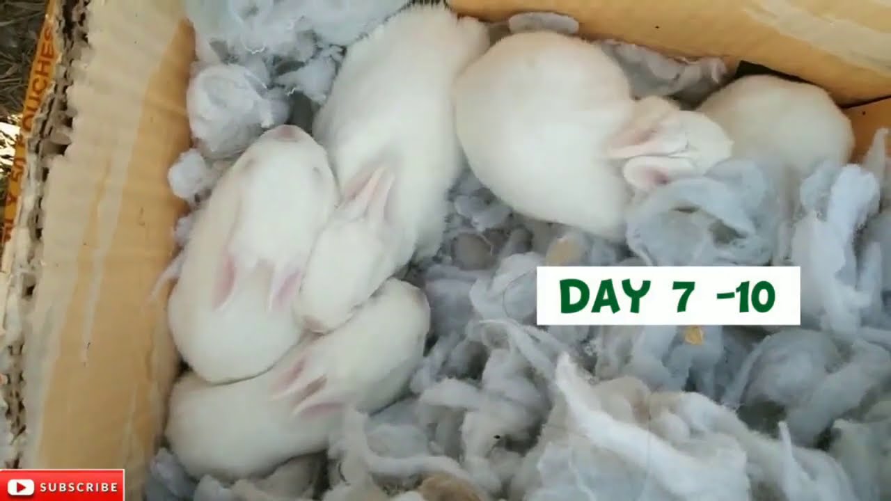 how to care baby rabbit newly born 