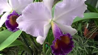 :   C. Labiata,   , Lc. Dinard 'Blue Heaven'