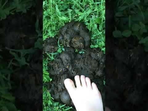 Asmr Poop