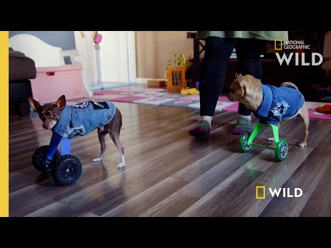 Two Dogs Run for the First Time | Wizard of Paws