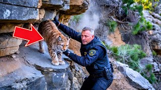 POLICE OFFICER SAVES LYNX TRAPPED ON CLIFF EDGE... WHAT HAPPENED NEXT IS NOT FOR THE FAINT OF HEART!