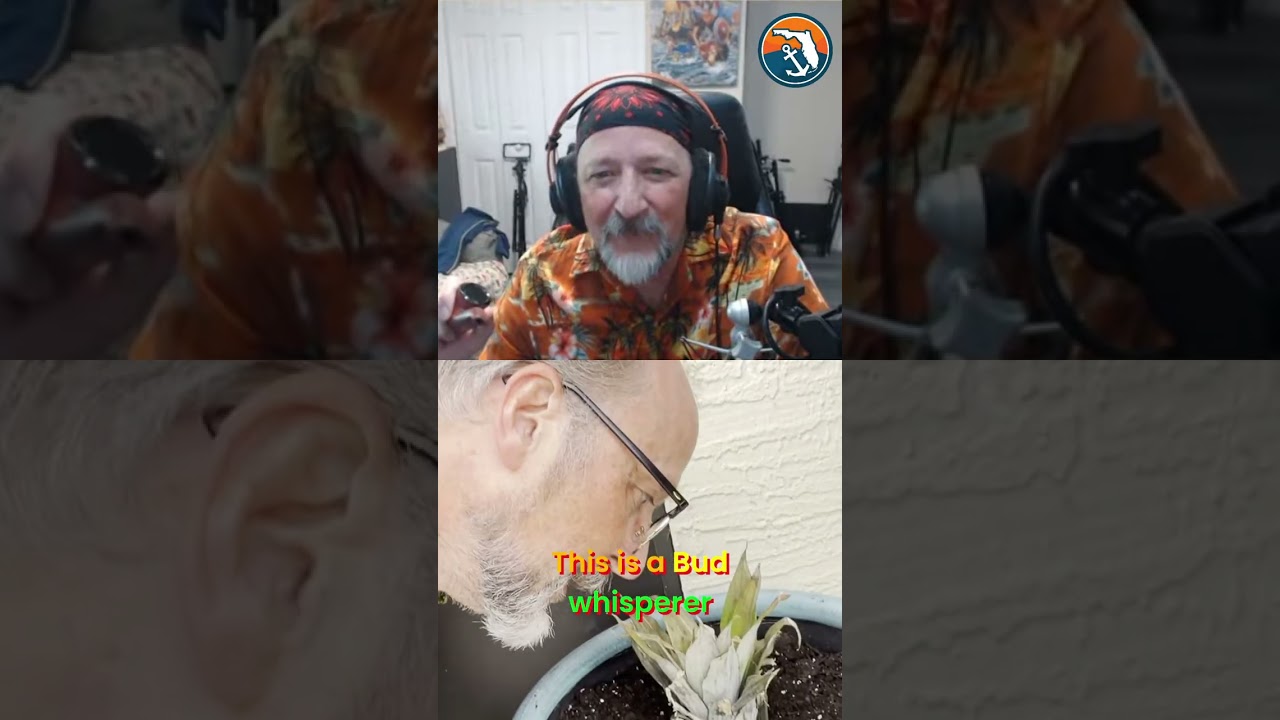I Tried Whispering To My Pineapples (Don't Laugh) #gardening #funny #shorts