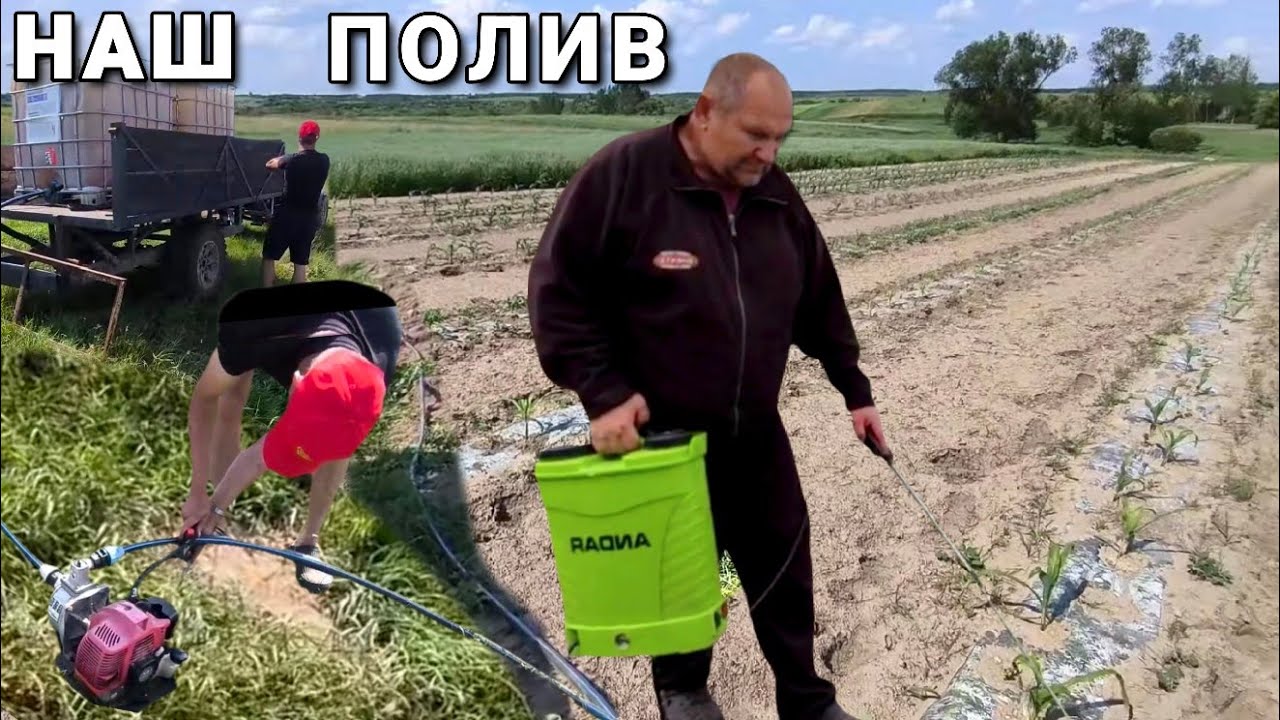 Вирощування кавунів. Перші підживлення. Як ми поливаємо поле !?