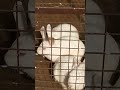 Rabbits|Lucknow|Family|Vidhya Hospital and Trauma Centre|Life|Amazing view|Innocent animal