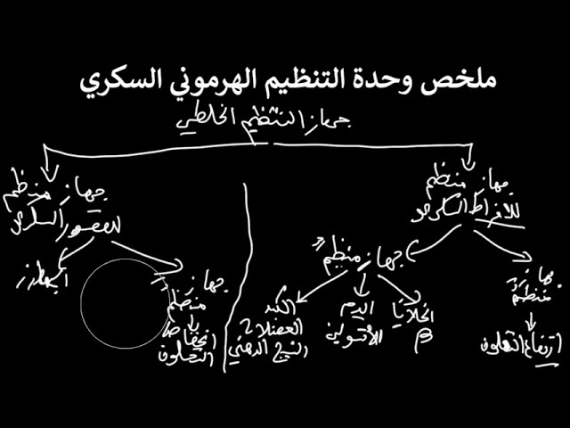 ملخص التنظيم الهرموني السكري | ثانية آداب وفلسفة