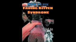 ALL ABOUT CATS / How to Fix Fading Kitten Syndrome/Exotic shorthair Lung and Heart problem ALL ABOUT CATS / How to Fix Fading Kitten Syndrome/Exotic shorthair Lung and Heart problem