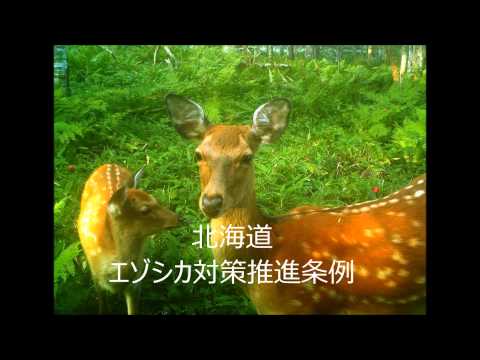 『北海道×ＨＧＵ．ｃｈ（vol.11）』エゾシカと共存する社会