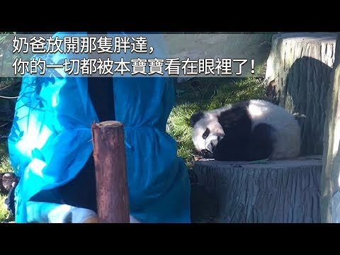 《熊貓早晚安》奶爸放開那隻胖達，你的一切都被本寶寶看在眼裡了！ | iPanda