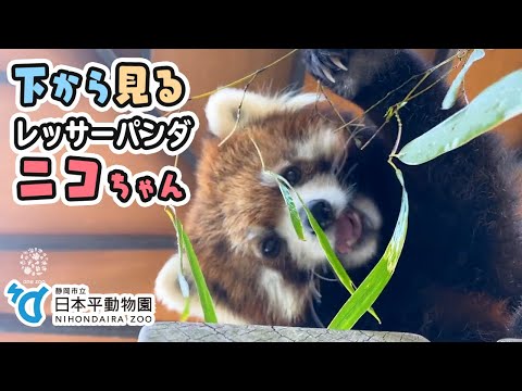 【日本平動物園】すかさずカメラ目線♪下から撮影レッサーパンダのニコ🎋🦝竹の葉だけ上手にモグモグ🐾肉球モフモフ[Nihondaira Zoo] Red panda, Nico.