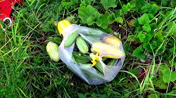 Hình ảnh sinh hoạt trên ruộng bậc thang Tà Pạ vào buổi sáng - Núi Tô, Tri Tôn, An Giang 12/06/2020