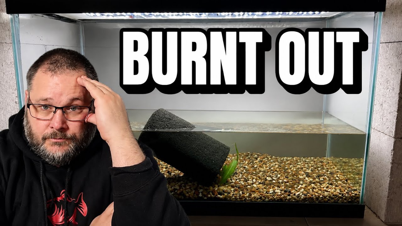        The YouTube Grind Was Killing My Passion for Fishkeeping