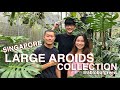 Huge aroids in a tiny singapore garden  tips on how to grow them fast ablobofgreen