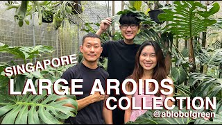 HUGE Aroids In A Tiny Singapore Garden | Tips On How To Grow Them FAST @ablobofgreen