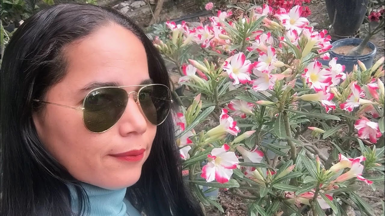 Uma voltinha no paraíso das rosas do deserto