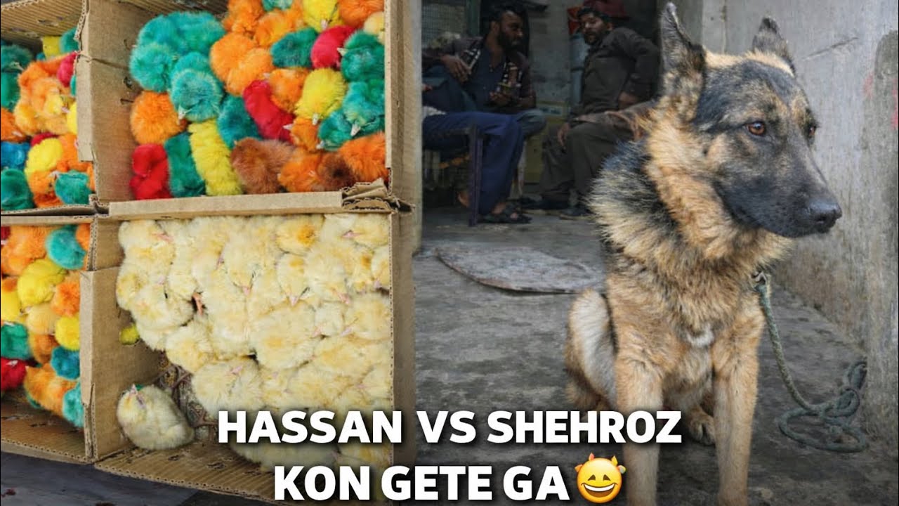 Aaj Hum Ne New Colourful Chicks Liye | Cute Baby Chicks | New Pet Vlog