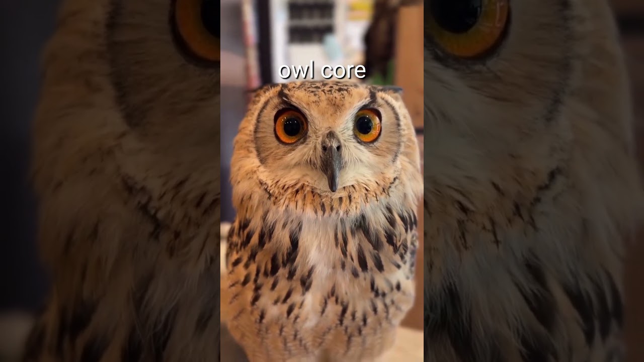 owl core🤣I love your voice🥺 