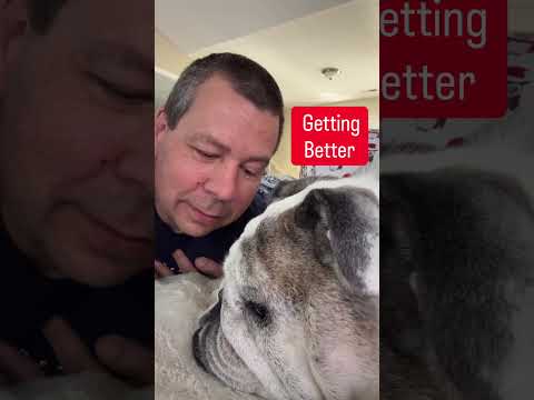 Sing Me To Sleep. #lullaby #englishbulldog #bulldog