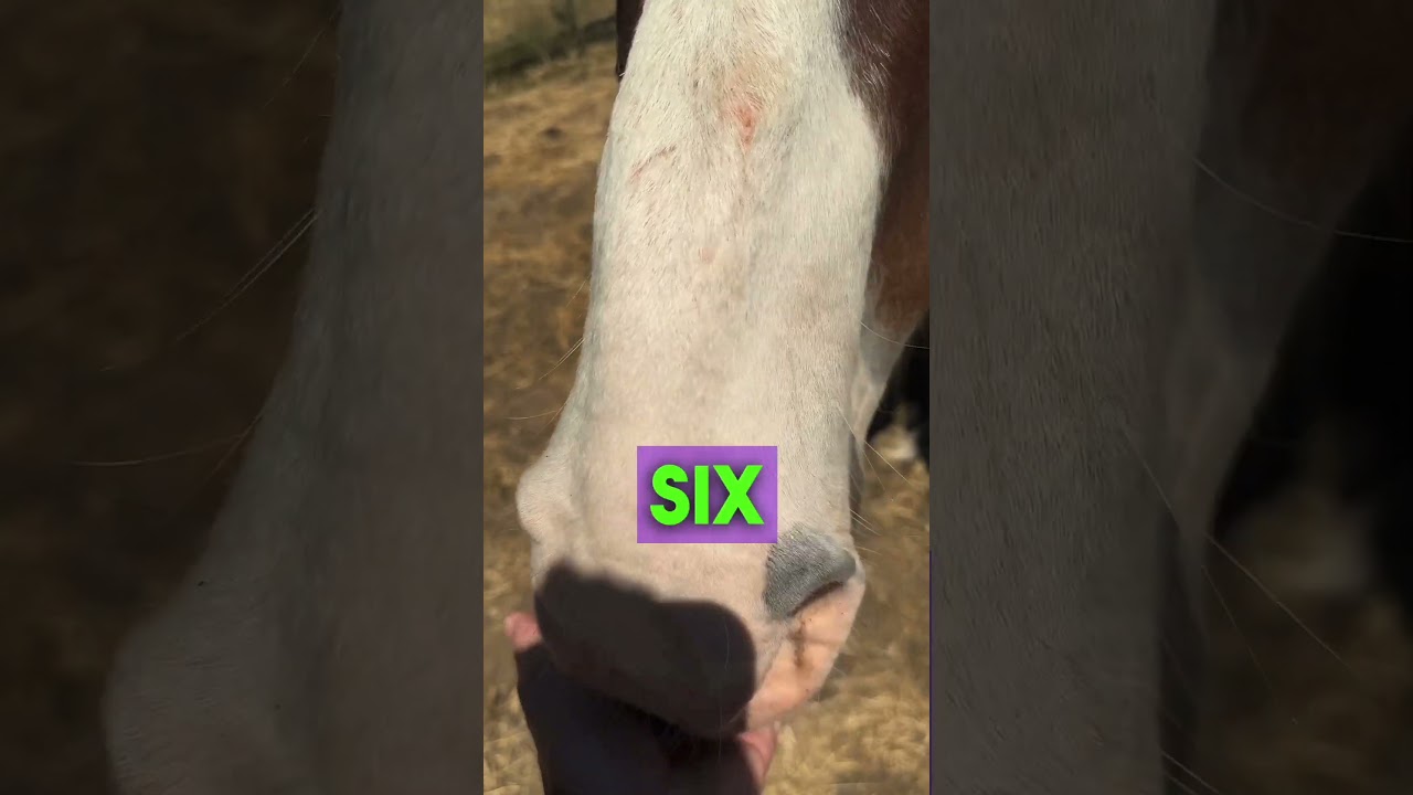 The Best New Product For Horses - Elite Calming Nuggets