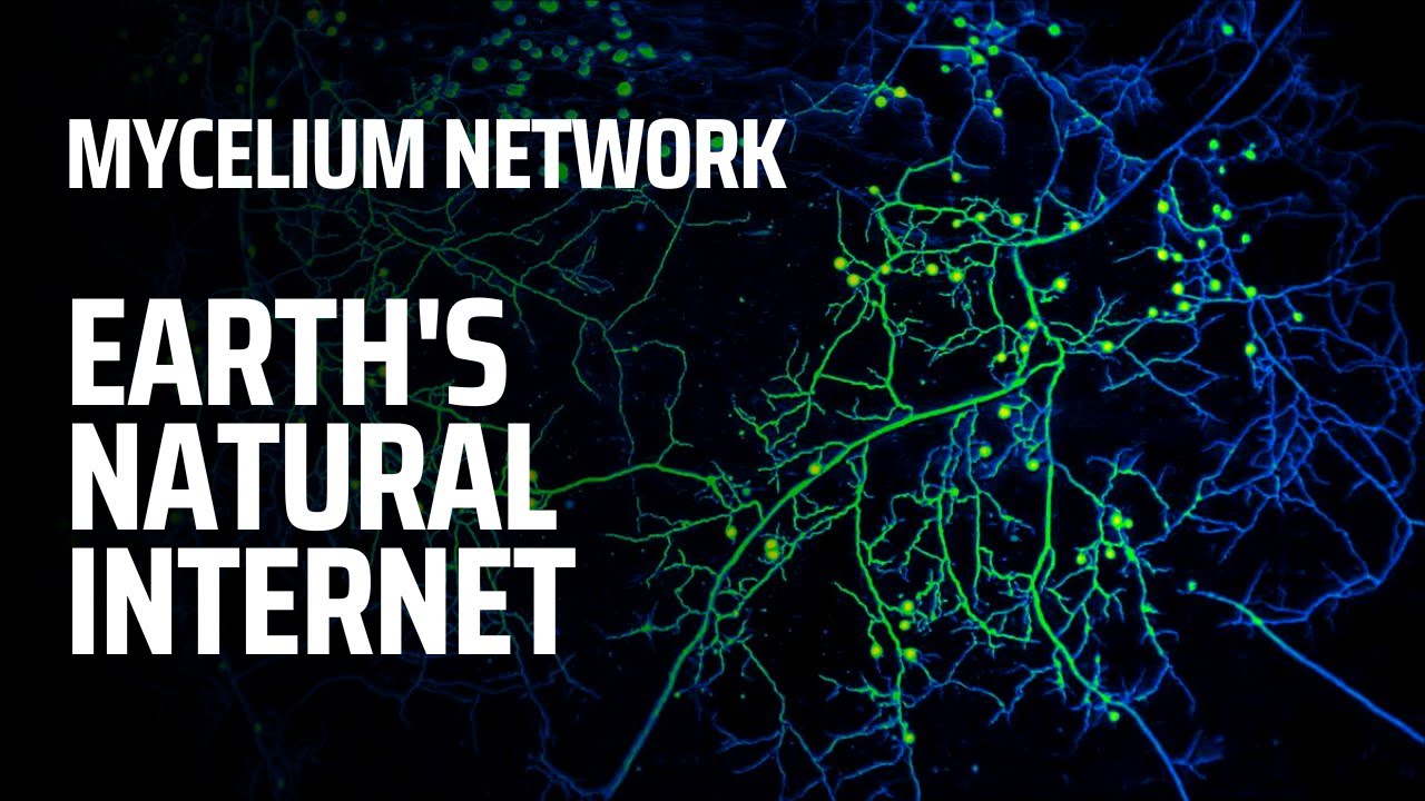 Mycelium Network Earth s Natural Mushroom Internet YouTube mycelium-network-earth-s-natural-mushroom-internet-youtube