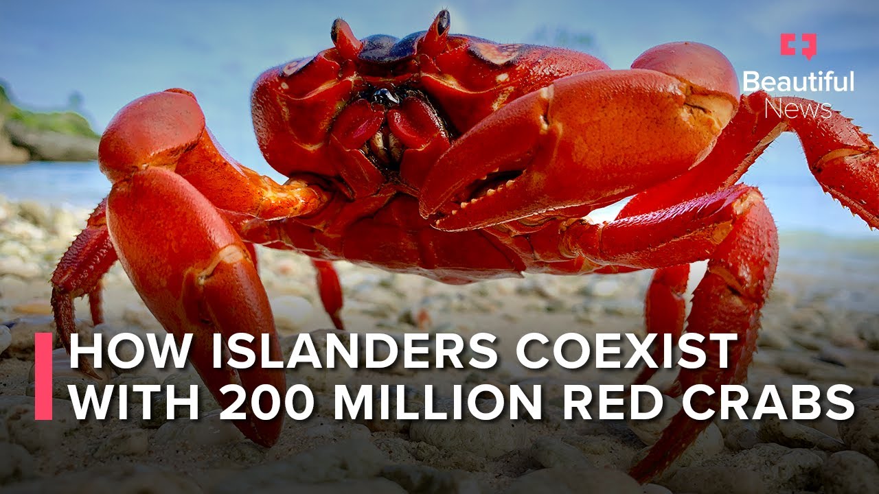 Red Crab Migration Lights Up Australia’s Christmas Island YouTube