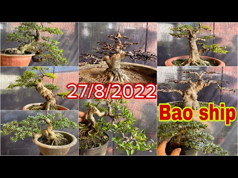 Video Bonsai mini cây cảnh.kim quýt. Mai chiếu thuỷ. Linh... - youtube