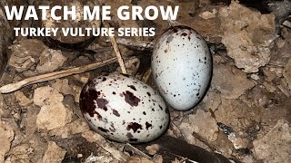 Watch Me Grow, Episode 1 | Turkey Vulture Series