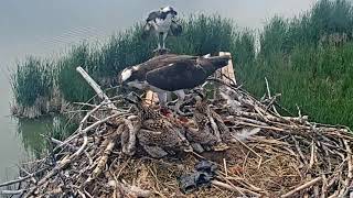 2023-06-18  #3 tries to steal a bite from #1 and gets reprimanded | Boulder County Osprey Cam