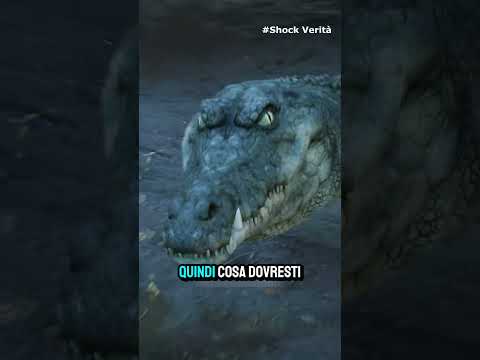 Video Se Un Alligatore Ti Morde, Ecco LUnico Modo Per Sopravvivere!
