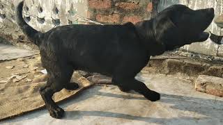 Labra Dogs voice over |  Rahul mittar | Dada Records