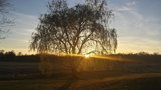 Relax Now - Gentle Willow Tree - Bird Sound