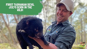 TASMANIAN DEVIL JOEYS BORN IN THE WILD