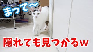 どこにでもついてくる甘えん坊の猫