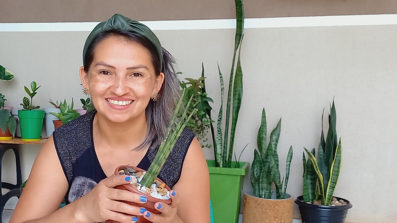 Como fazer mudas de Lança de São Jorge por Folha😊 