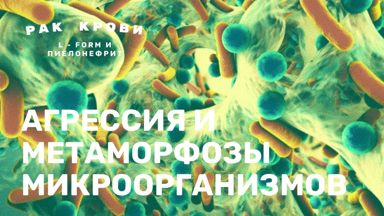 АГРЕССИЯ И МЕТАМОРФОЗЫ МИКРОорганизмов. РАК КРОВИ. L - form и Пиелонефрит. ОЗОНОТЕРАПИЯ.