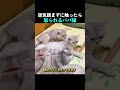空気読まずに触ったら怒られるパパ猫w