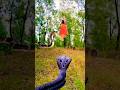 Nagin attack 2 #snake #short #shorts #youtubeshorts
