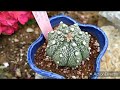 🌟Астрофитум Цветет🌟 Astrophytum asterias hybrid blooming 🌟