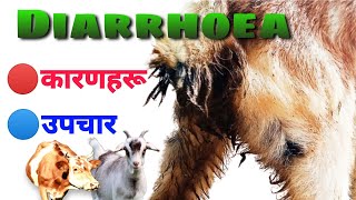 पशुहरूमा छेराैती हुने कारणहरू र यसकाे प्रभावकारी उपचार ।Treatment of Diarrhoea in Cattle and Goat