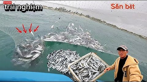 Trải nghiệm trên căn chòi giữa biển .săn bắt cá đối.được rất nhiều cá (trang Thái tv)