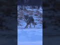 Hunting Coyotes 💥🐺💀 #coyotehunting