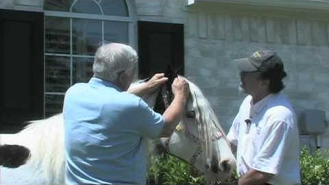 Gypsy Horse Conformation: Part 9 How Ears are Considered
