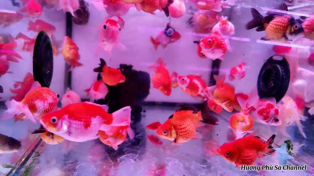 LẠC VÀO THIÊN ĐƯỜNG CÁ CẢNH QUẬN 7 QUÁ TRỜI CÁ ĐẸP MÀ GIÁ CŨNG ỔN HPS CHANNEL