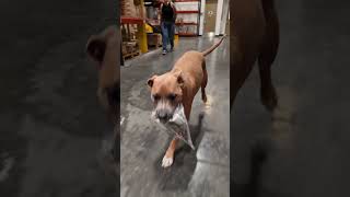 Happy National Dog Day from our hardest-working team member, Gus! 🐶📦 #frontrunnerdometic