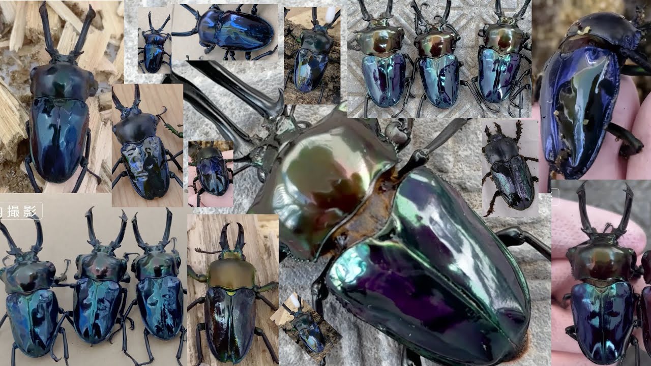 青色ニジイロクワガタ 総集編2024 / 彩虹鍬形蟲 ( Phalacrognathus