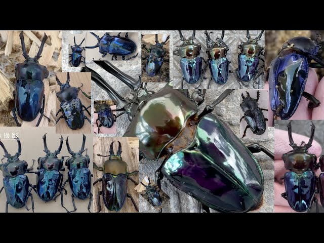 青色ニジイロクワガタ 総集編2024 / 彩虹鍬形蟲 ( Phalacrognathus