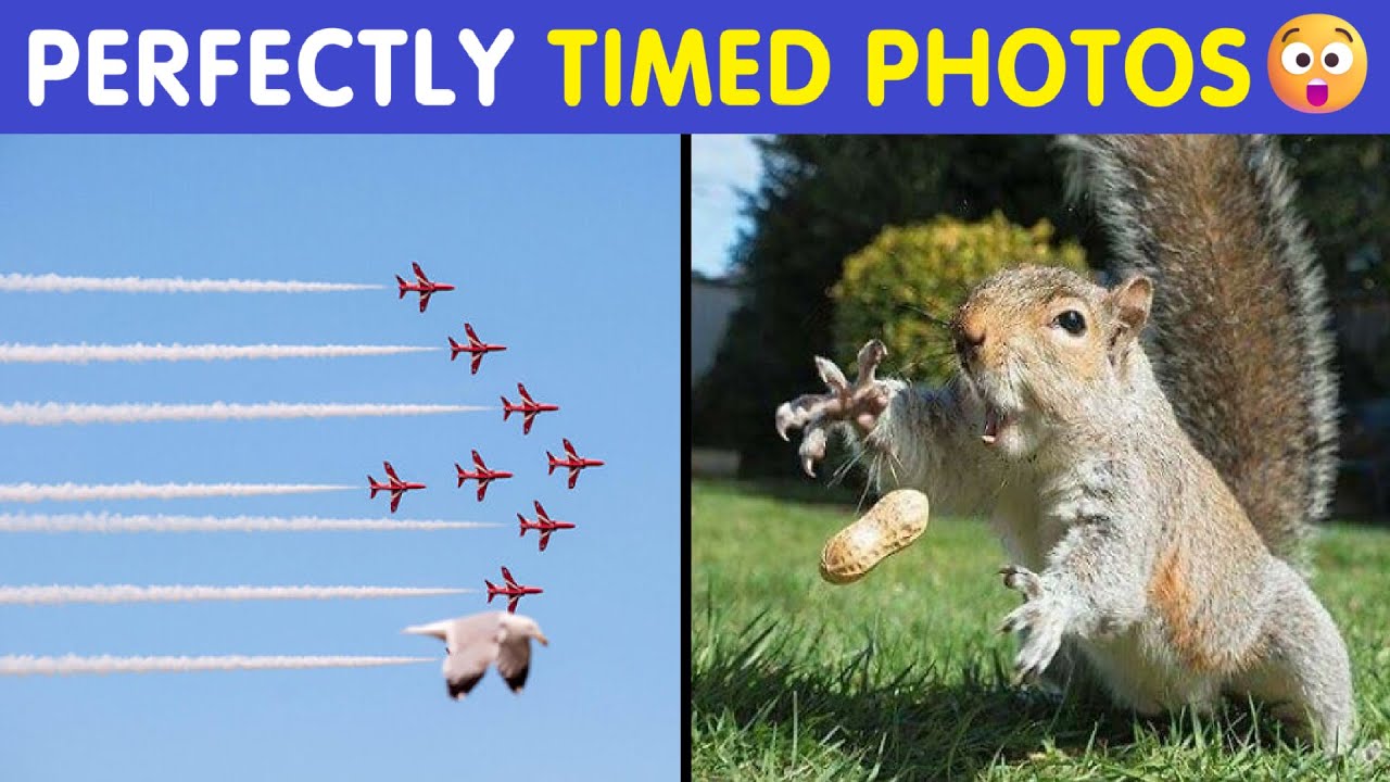 Perfectly Timed Photos That Are Better Than Any Photoshop 😲📸 | Happy And Fun