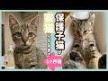 保護子猫を拾ってから元気な家猫になるまでの道のり