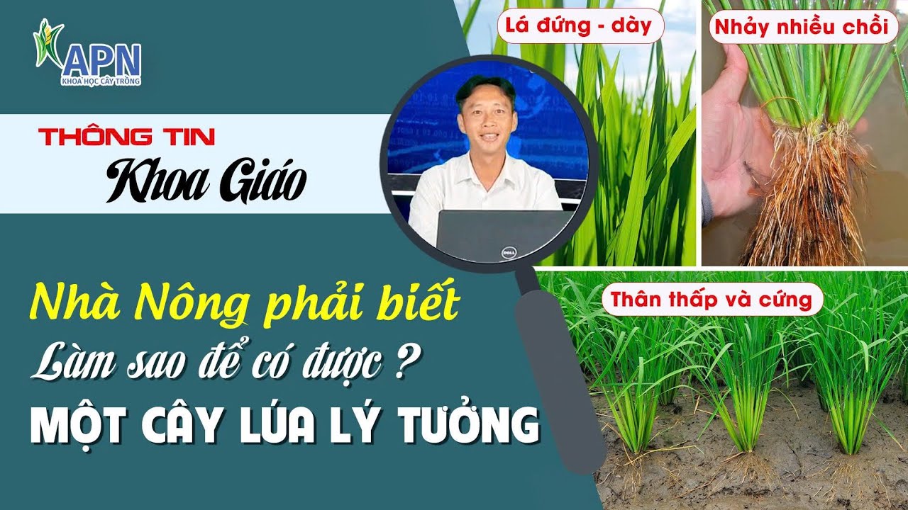 APN - LÀM SAO ĐỂ CÓ ĐƯỢC CÂY LÚA LÝ TƯỞNG | NHÀ NÔNG PHẢI BIẾT