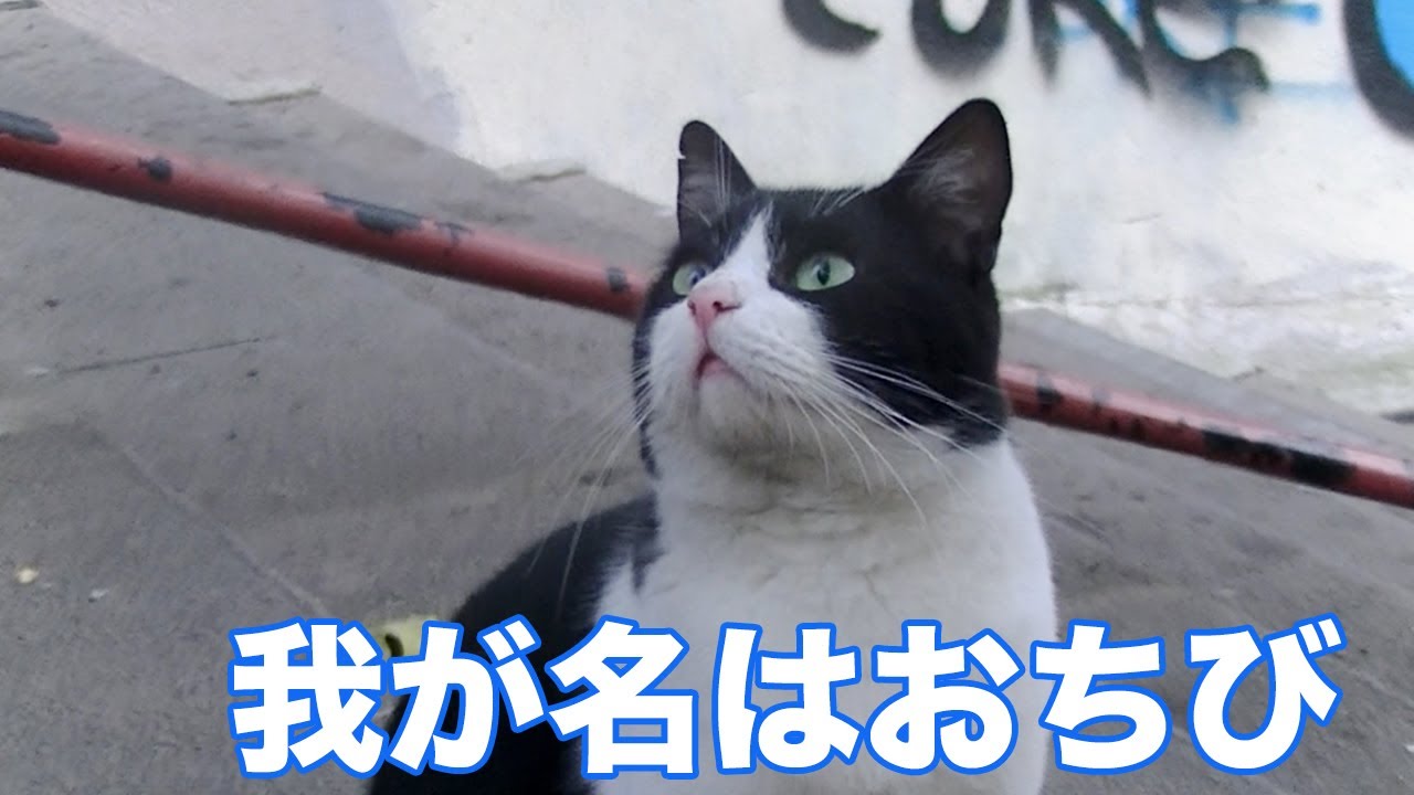 子猫とオス猫が連続猫パンチ対決 オス猫の喧嘩を止めたら標的がおちびに 汗 一緒に逃げよう Youtube